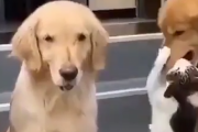 ほら、ちょっとこっちにこい。写真を撮るために猫を無理やり連れてくる犬。海外の反応