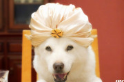 外国人「柴犬は可愛すぎるんだよ」柴犬がいるソフトバンクのCMに外国人さん大爆笑ｗｗｗ