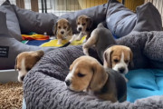生後5週間のビーグルの子犬たちが可愛すぎる！！コロコロ元気に動き回る姿に癒やされます