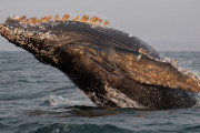 【海外】クジラに付くフジツボは普通？それとも問題？両方？あなたの知らない海の秘密に迫る！