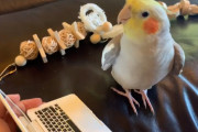 アダムスファミリーのテーマをたどたどしく歌いながら踊るオカメインコが可愛すぎてほっこりします