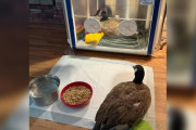 【海外】孤独な傷ついたガチョウ、救助のために現れると美しい奇跡が起こった！