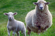 荒ぶる恐怖の羊…農場から逃げた動物が街で人にアタック！？「訴えに行ったんだろうなw」「羊がこんなに攻撃的だと誰が想像したww」海外の反応