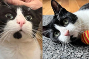 【海外】「数週間の放浪からついに願いが叶った猫の感動ストーリー」