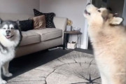 ご主人の帰宅に気づき遠吠えでお出迎えする大型犬マラミュートたちの可愛らしい映像