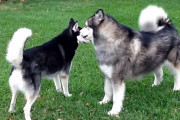 シベリアン・ハスキー vs アラスカン・マラミュート！両方強そうだけどどっちが勝つかな！？