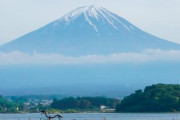 海外「素晴らしい写真だ！」ネモフィラの花じゅうたん越しに見た富士山の写真に対する海外の反応