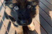 外国人「ジャーマンシェパードの子犬が世界一ピュアな存在だと見せつけていく！」