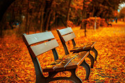 海外「紅葉は？」日本の四季の変化に海外大騒ぎ！（海外の反応）