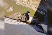 【海外】「ロットワイラーが深い水路で絶望的な叫び！救出の瞬間を見逃すな」