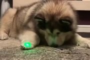レーザーポインターで遊ぶワンコ…と、それを静かに見つめるニャンコ！