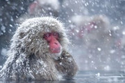 【え？】外国人「なんで北海道はアニメで出てこないの？」【海外の反応】