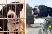 【海外】「2年間の収容所生活を乗り越えた犬が体験した、感動の1日冒険！」