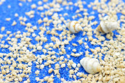 「なんて綺麗なんだ」星の形をしている沖縄の砂に対する海外の反応
