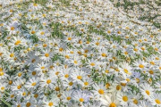 「日本には美しいフラワーパークがいくつもある」外国人が癒やされた植物を集めてみた