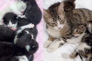 【海外】地下トンネルで見つかった2匹の猫と11匹の子猫が新しい生活をスタート！