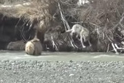 【ドジっ子？】シカを狩ろうとしたオオカミさん、急流に流されて何度も失敗してしまう…。