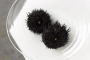海外「凄い！」日本が始めた画期的なウニの飼育法に海外興味津々（海外の反応）