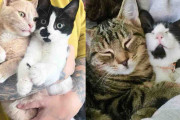 【海外】「捨てられた子猫が心をつかむ！一歩ずつ成長する愛らしい物語」