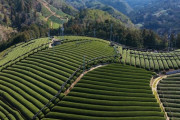 「抹茶はまるでワインみたい」日本の緑茶はどのように作られるか 海外の反応