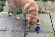 庭に転がってる風船をくわえて持ってこようとしたワンコ、途中で割れて、何が起こったのか理解できずウロウロ！