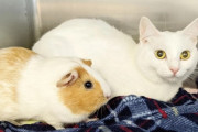 離れられないの。強い絆で結ばれたモルモットと猫。新たな飼い主に一緒に引き取らてハッピーに