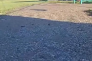 海外掲示板「友達のネコが妙なもんを持ち帰ったから首輪のカメラ画像を確認してみた」