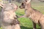 孤児のカンガルーとウォンバットが種別を超えた友情で結ばれる！