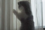 初めての雨、カーテン、蝶のオモチャ…何にでも興味津々で夢中になっちゃうマンチカンの子猫が可愛い