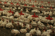 海外「嘘でしょ？！」中国湖南省で致死率50％超の「Ｈ５Ｎ１型」鳥インフルが発生（海外の反応）