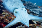 カニに催眠術をかけ、サメの目を欺く。イカの驚くべき擬態能力