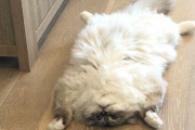 外国人「キュートすぎる猫のお腹の画像をひたすら見せていく！」