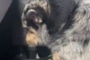 牛を引き取ったら「自分は入れ替えられちゃうの!?」と犬が落ち込んで…目を合わせてくれない