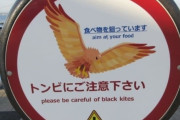 【画像あり】韓国人「日本に生息する野鳥がマジでヤバ過ぎる‥」　韓国の反応
