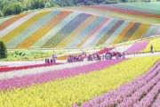 【海外】「なぜ日本はこんなに美しいんだ....」北海道の壮大すぎる花畑が世界を魅了