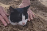 猫に砂をかぶせる飼い主さん！それでも動じない猫にほっこり