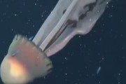 【海外】アルゼンチン沖で撮影された巨大深海クラゲの驚きの姿とは？