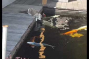 重病に苦しみながらも池の鯉を見に行く猫の動画に世界中から温かい声（海外の反応）