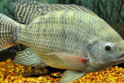 「魚の上に偶然座ってしまい尻から抜けなくなった」 男性が病院に駆け込む事案発生ｗｗｗｗｗ