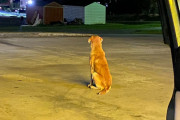【海外】「ダラーツリーの外に捨てられた犬が帰ってくるのを待ち続けた理由とは？」