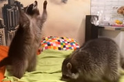 立ち上がって手を伸ばし一生懸命シャボンを取ろうとしてるアライグマが可愛らしい！