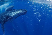 「日本人には教えるな！」絶滅の危機だったザトウクジラの個体数が驚異の回復（海外の反応）