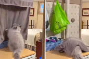 ファサッと落ちてくるバスタオルに体を包まれるのが大好きな猫が可愛い