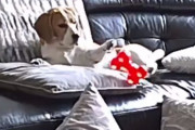 お気に入りのおもちゃをソファから落としてしまった犬の反応があまりにもドラマティック！