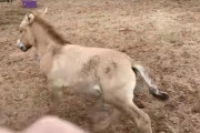 【絶滅危惧種】40年前の遺伝子サンプルからクローン誕生