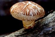 海外「日本の椎茸というキノコを栽培してみた」椎茸の原木栽培に対する海外の反応