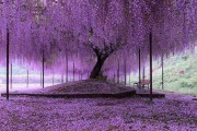 海外「紫の雨のようだ」日本の樹齢200年の藤の花が海外掲示板で話題に