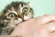 【衝撃】子猫に噛まれた男性が死亡！ 指を切り落とすも感染が防げず・・