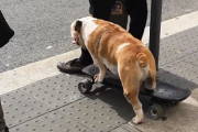 歩くよりも楽ちん！？スケボーを乗りこなすブルドッグ