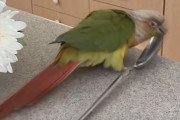 何かの儀式？！スプーンを引きずってゆ～らゆら…インコの行為が謎過ぎる／(^o^)＼